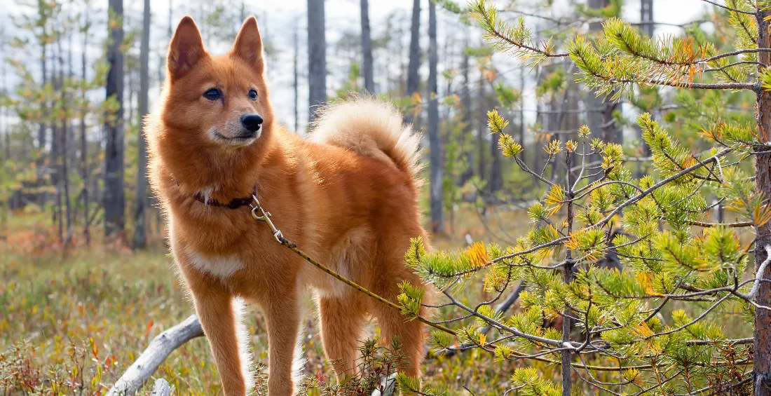 Finnish Spitz